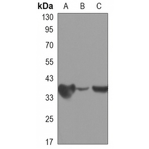 PP1 alpha Mouse Monoclonal Antibody(C3309)