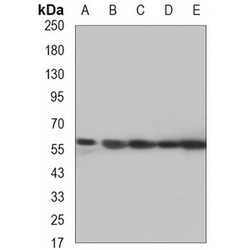 PP5 Mouse Monoclonal Antibody(C3310)