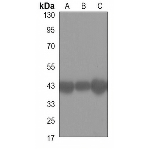 SIRT2 Mouse Monoclonal Antibody(C3311)