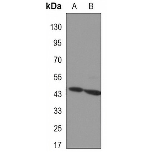 Aurora A Mouse Monoclonal Antibody(C3315)