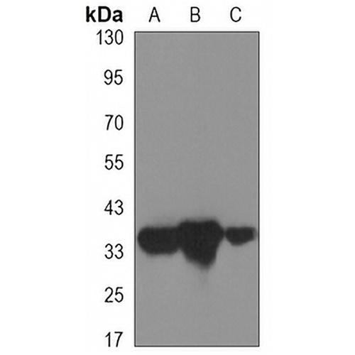 Cyclin H Mouse Monoclonal Antibody(C3317)