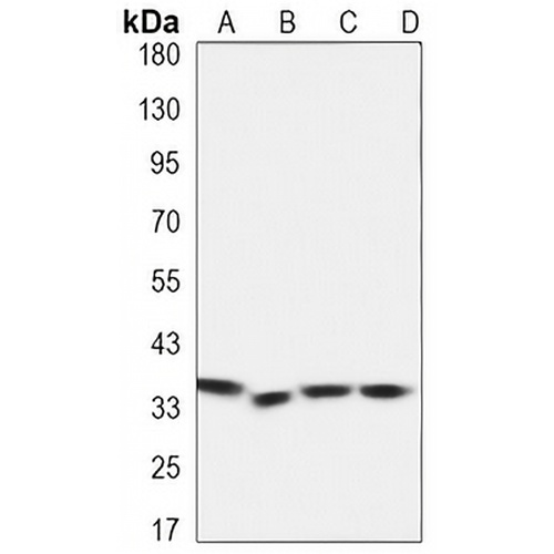 CDC2 Mouse Monoclonal Antibody(C3319)
