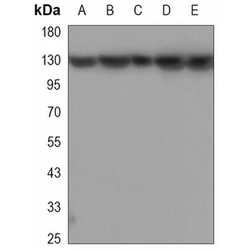 SAF-B1 Mouse Monoclonal Antibody(C3324)