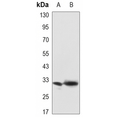 Syntenin Mouse Monoclonal Antibody(C3325)