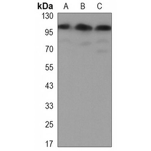 hnRNP U Mouse Monoclonal Antibody(C3326)