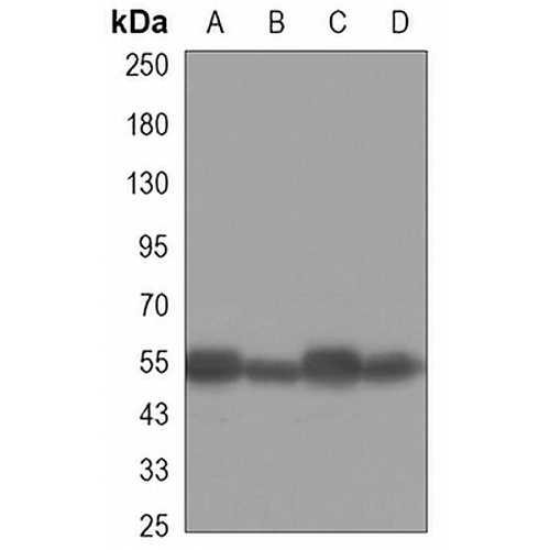 Beta-tubulin Mouse Monoclonal Antibody(C3328)