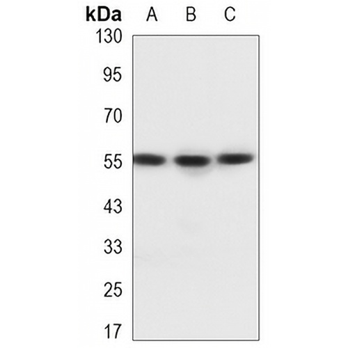 ALDH3A2 Mouse Monoclonal Antibody(C3330)