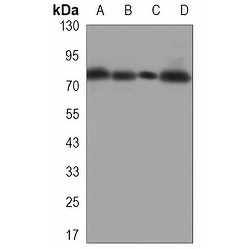 Ezrin Mouse Monoclonal Antibody(C3331)