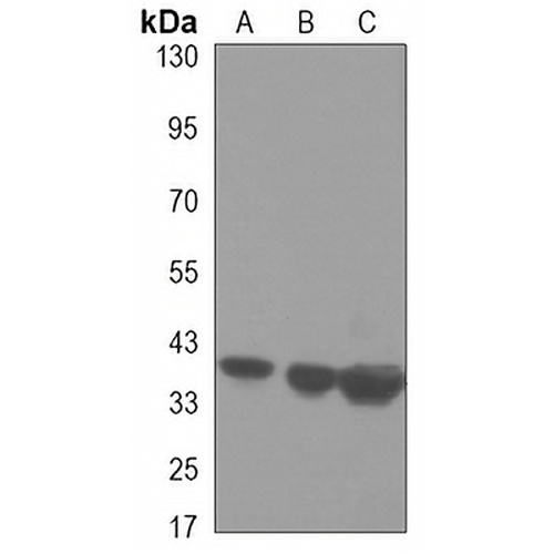 PRMT1 Mouse Monoclonal Antibody(C3333)