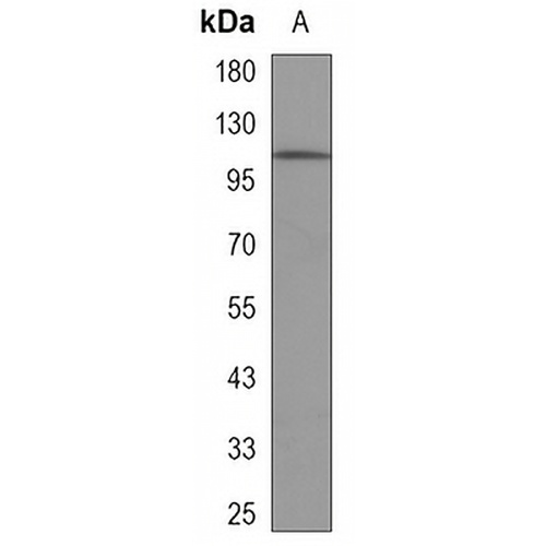 FYB Mouse Monoclonal Antibody(C3334)