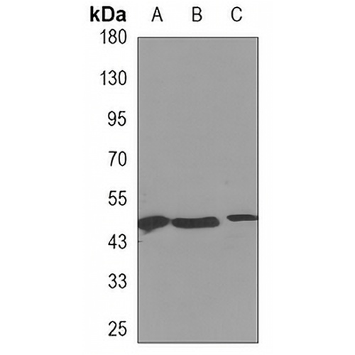 CALU Mouse Monoclonal Antibody(C3337)