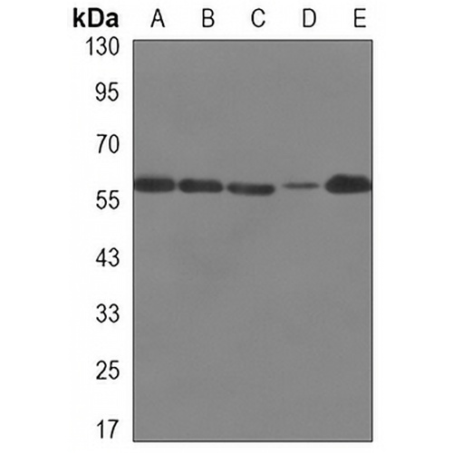 SWAP-70 Mouse Monoclonal Antibody(C3345)