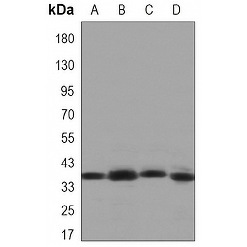 CRK Mouse Monoclonal Antibody(C3347)