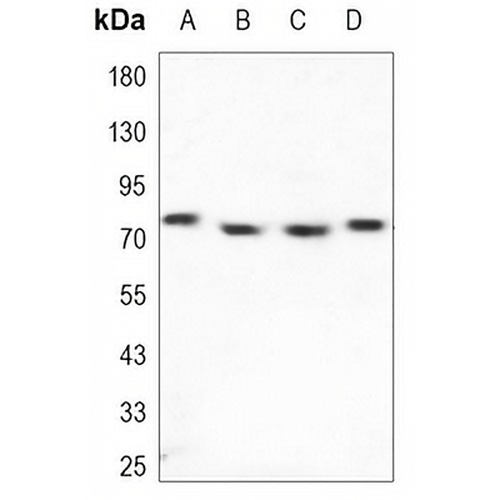cIAP2 Mouse Monoclonal Antibody(C3349)