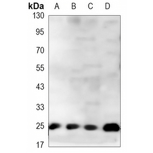 PGP9.5 Mouse Monoclonal Antibody(C3350)