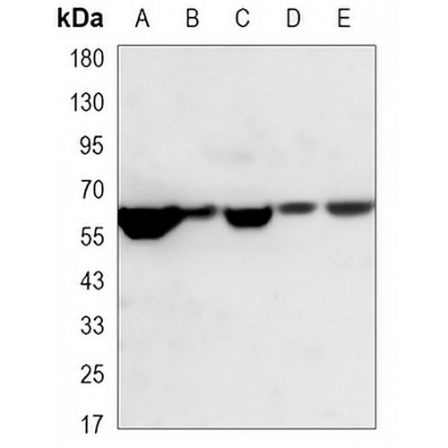 RAD9A Mouse Monoclonal Antibody(C3354)