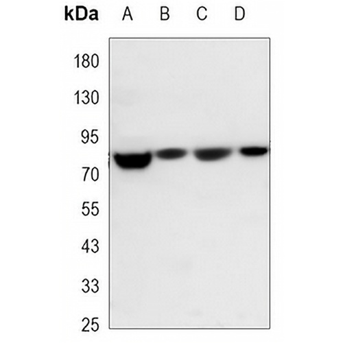 NRF1 Mouse Monoclonal Antibody(C3355)