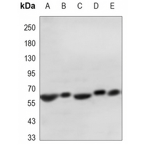 SMAD2 Mouse Monoclonal Antibody(C3356)