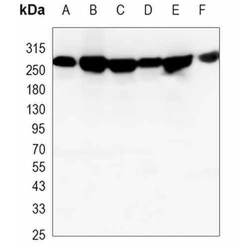 CHD4 Mouse Monoclonal Antibody(C3357)
