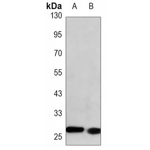LIN28A Mouse Monoclonal Antibody(C3359)