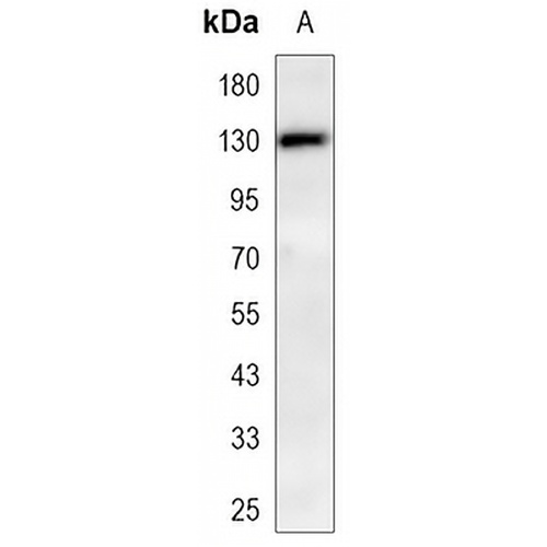 CD31 Mouse Monoclonal Antibody(C3368)