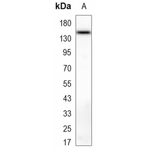 CD133 Mouse Monoclonal Antibody(C3369)
