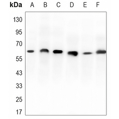 RPA1 Mouse Monoclonal Antibody(C3370)