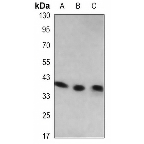 WDR77 Mouse Monoclonal Antibody(C3371)