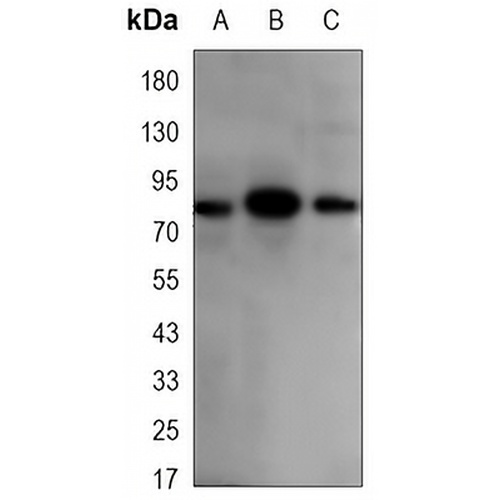 SMYD4 Mouse Monoclonal Antibody(C3372)