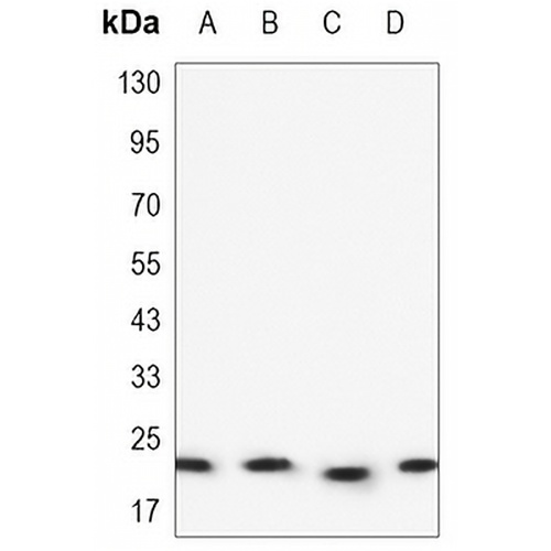 BAX Mouse Monoclonal Antibody(C3373)