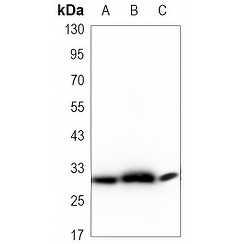 RPA2 Mouse Monoclonal Antibody(C3374)