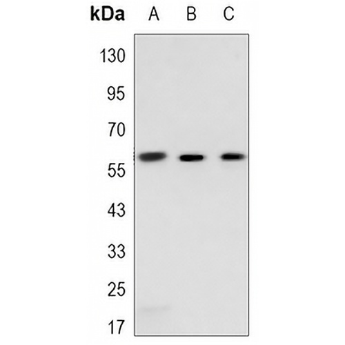 c-FOS Mouse Monoclonal Antibody(C3375)