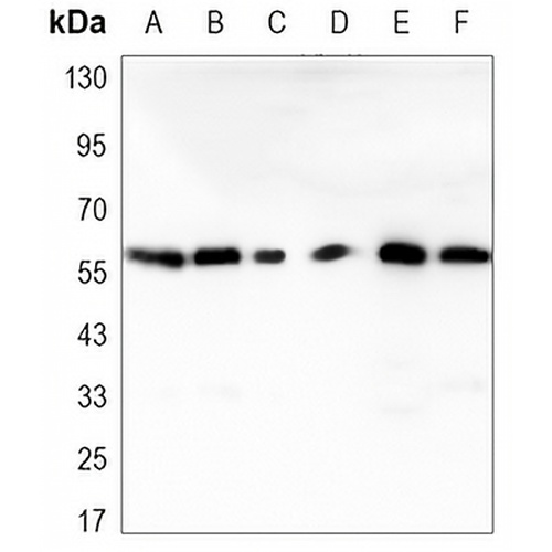 RAD23B Mouse Monoclonal Antibody(C3381)