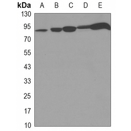 STAT1 Mouse Monoclonal Antibody(C3382)