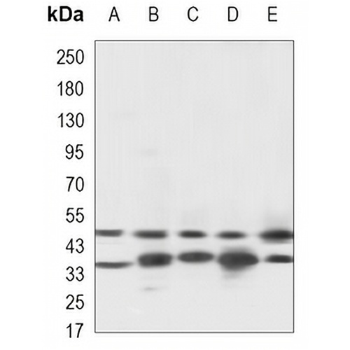 Caspase 9 Mouse Monoclonal Antibody(C3383)
