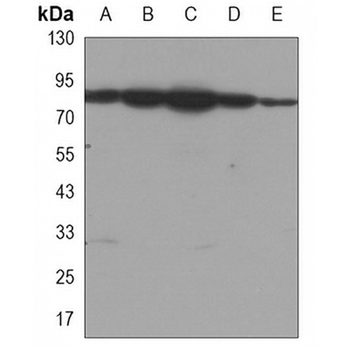 HSP90 alpha/beta Mouse Monoclonal Antibody(C3384)