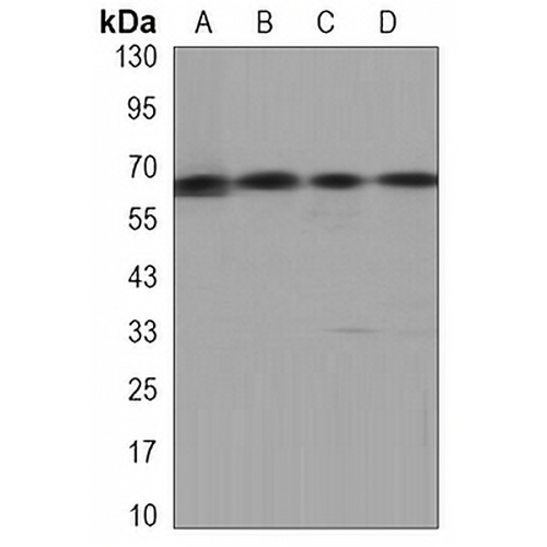 Ku70 Mouse Monoclonal Antibody(C3387)