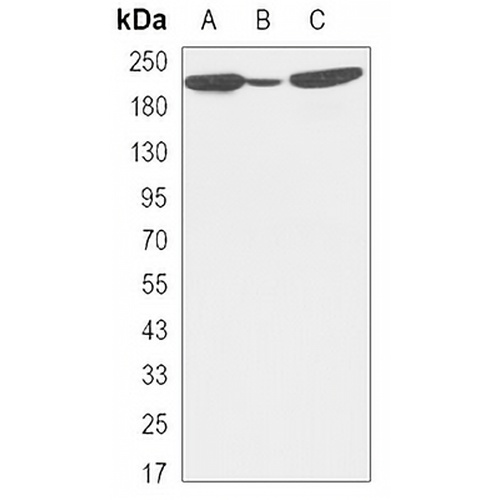 BRG1 Mouse Monoclonal Antibody(C3391)