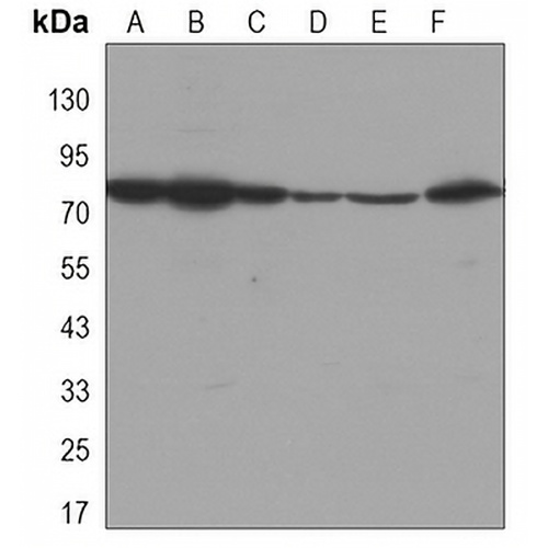 DDX3X Mouse Monoclonal Antibody(C3393)