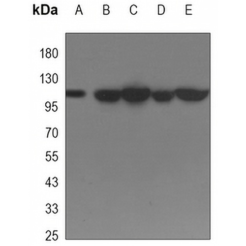SIRT1 Mouse Monoclonal Antibody(C3394)