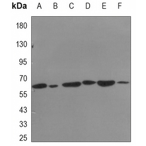 HSP60 Mouse Monoclonal Antibody(C3397)
