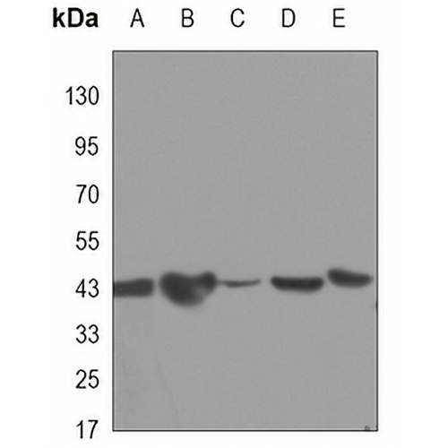 CREB Mouse Monoclonal Antibody(C3403)