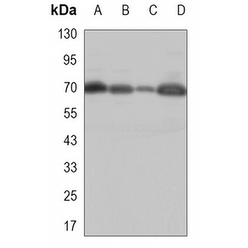RBBP5 Mouse Monoclonal Antibody(C3404)