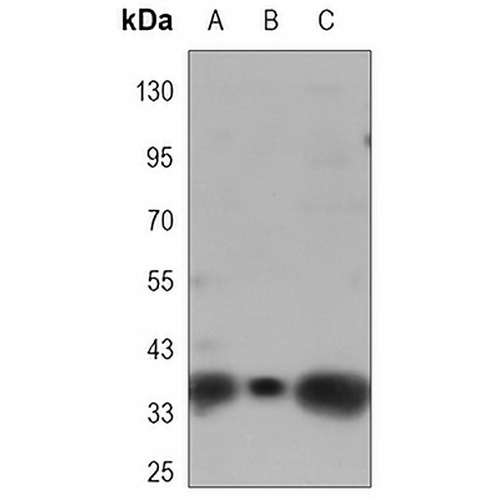 GRAP2 Mouse Monoclonal Antibody(C3407)