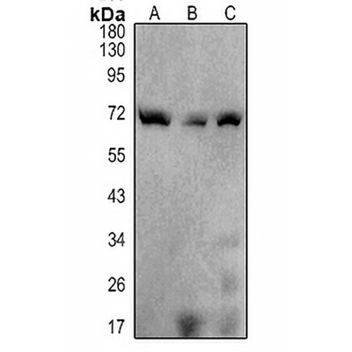 SHPTP1 Mouse Monoclonal Antibody(C3408)