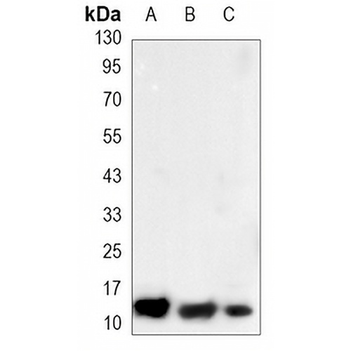 S100-A10 Mouse Monoclonal Antibody(C3409)