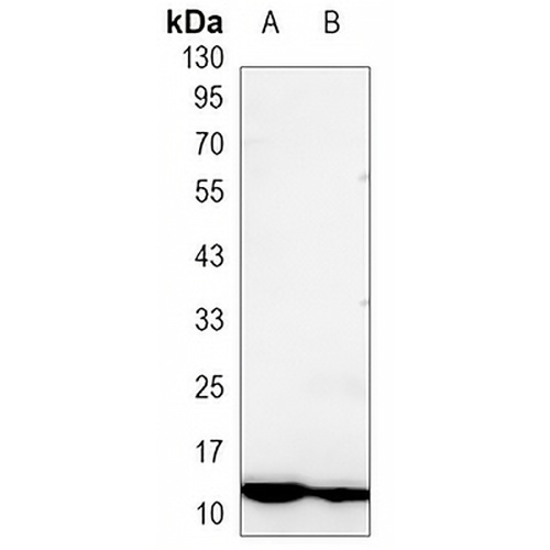 S100-A4 Mouse Monoclonal Antibody(C3410)