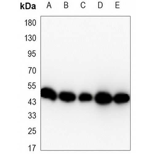 Alpha-enolase Mouse Monoclonal Antibody(C3412)