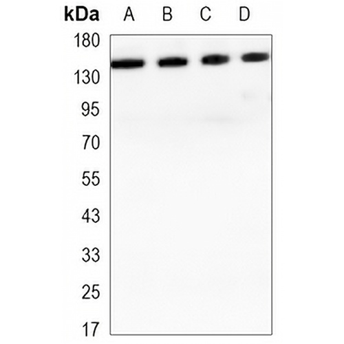 E Cadherin Mouse Monoclonal Antibody(C3413)
