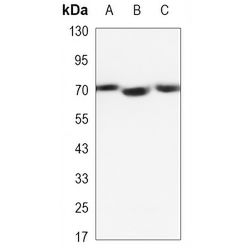 Lamin B2 Mouse Monoclonal Antibody(C3415)